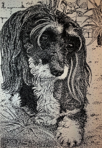 Layli Hund. Zeichnung